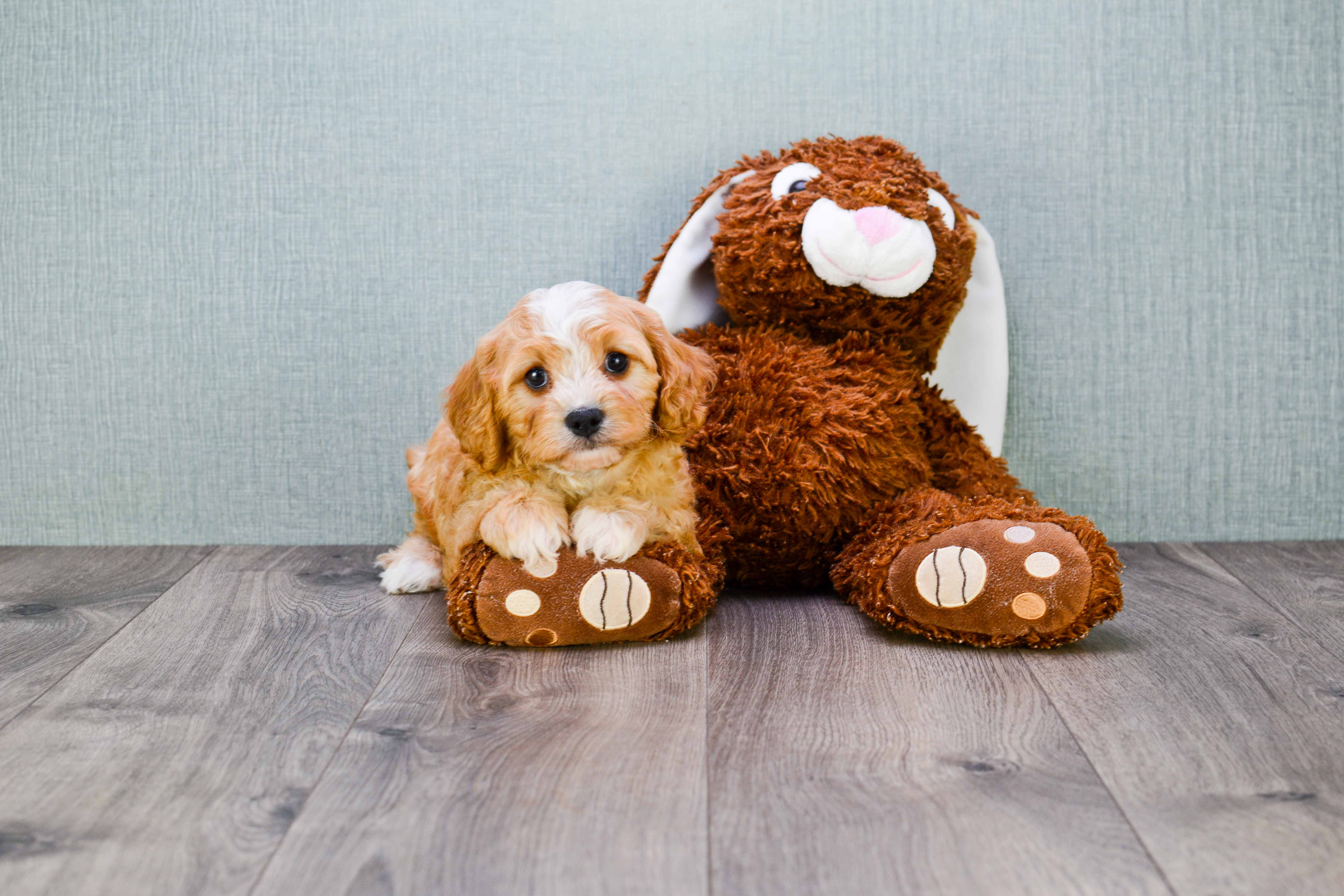 Best Cavapoo Baby