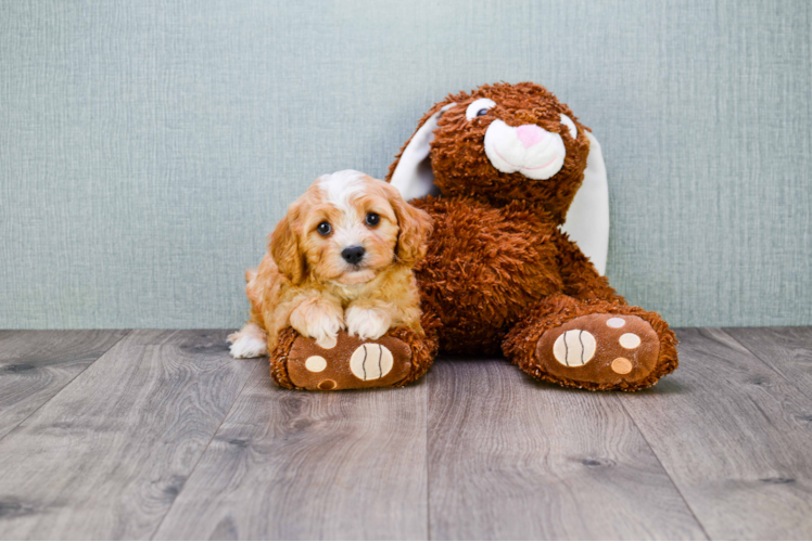 Best Cavapoo Baby