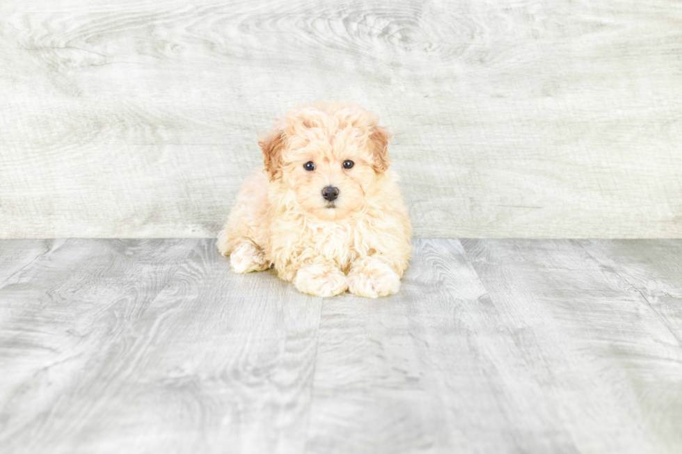 Maltipoo Puppy for Adoption