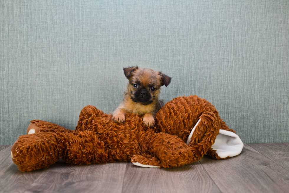 Best Brussels Griffon Baby