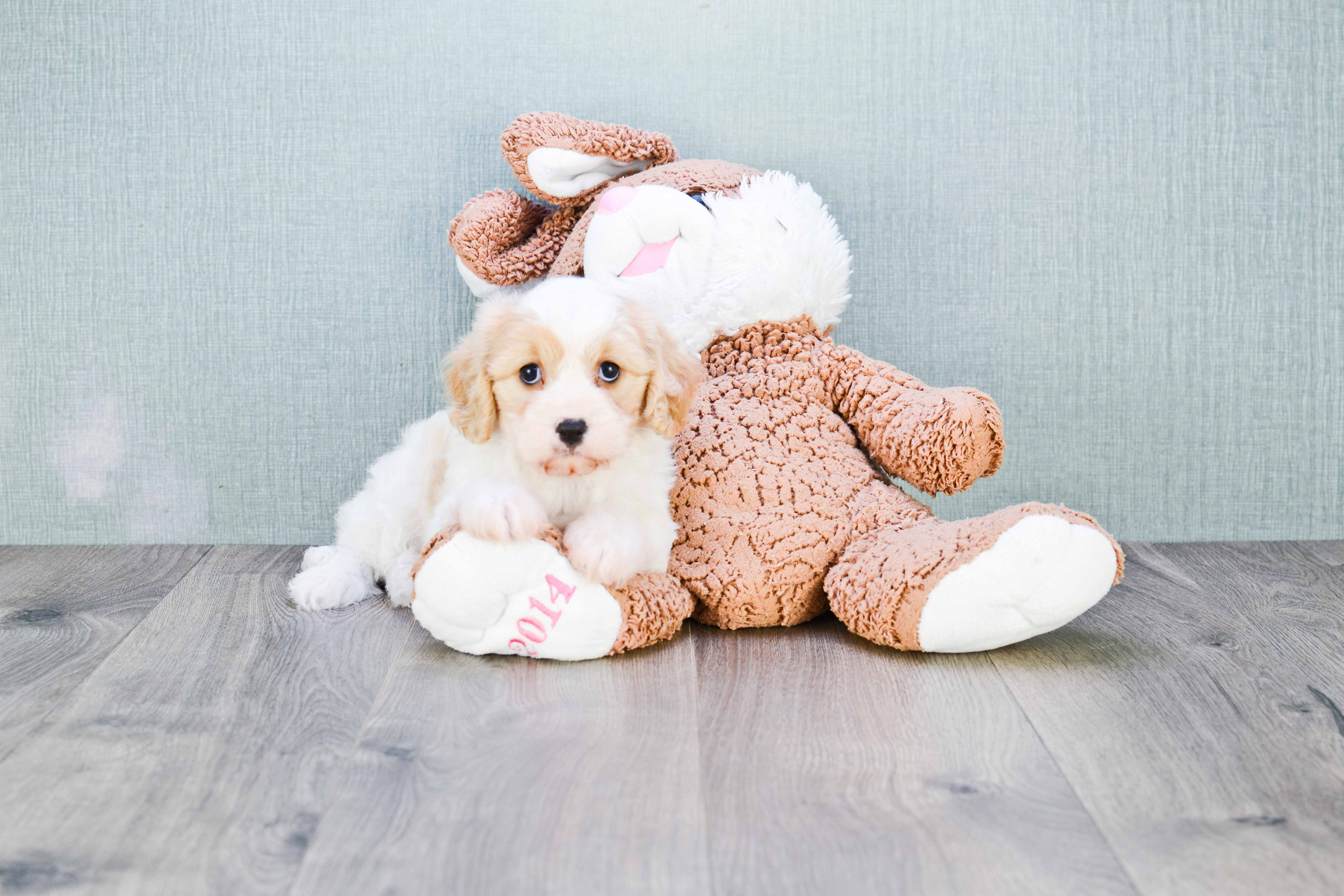 Best Cavachon Baby