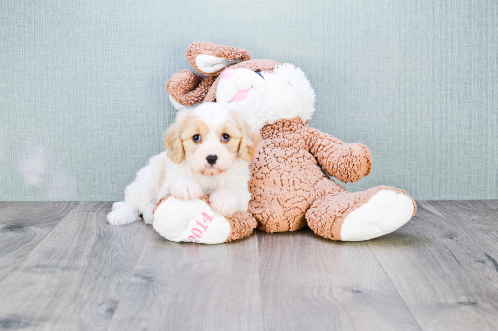 Best Cavachon Baby