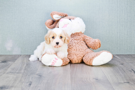 Best Cavachon Baby