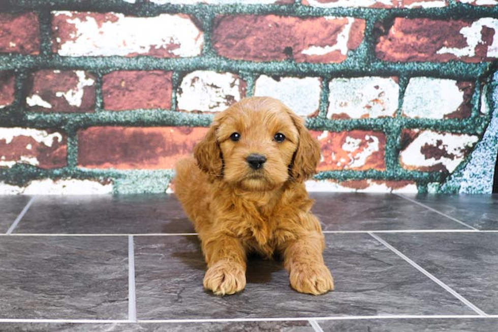 Happy Mini Goldendoodle Baby