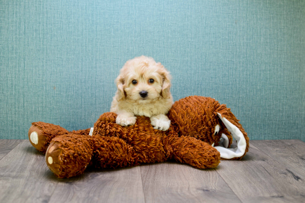 Cavapoo Puppy for Adoption