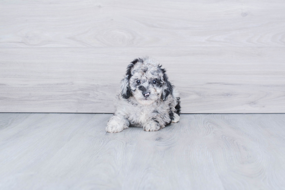 Playful Aussiepoo Poodle Mix Puppy