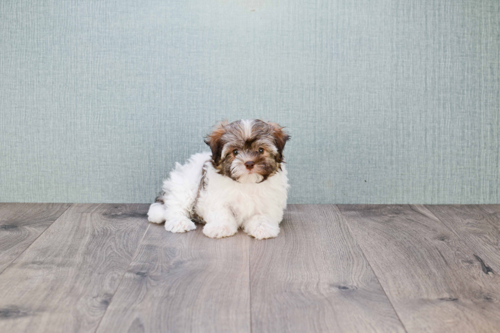 Best Havanese Baby