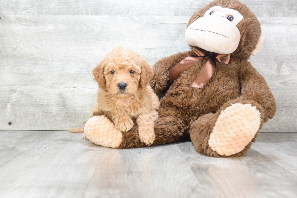 Mini Goldendoodle Puppy for Adoption