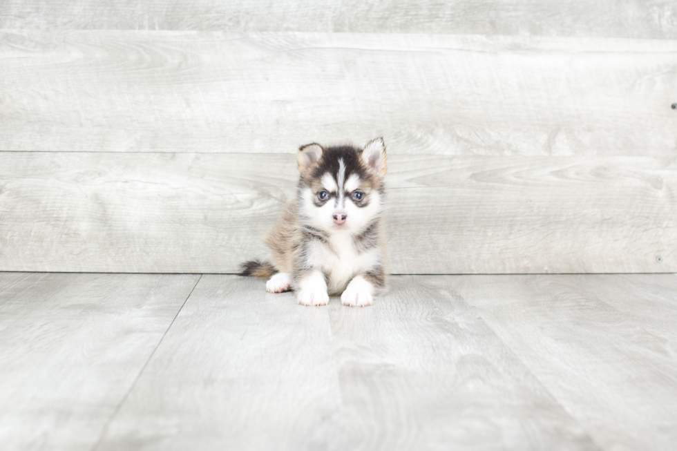 Energetic Mini Husky Designer Puppy