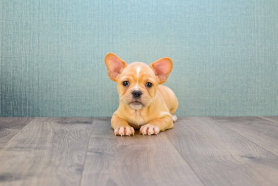 French Bulldog Puppy for Adoption