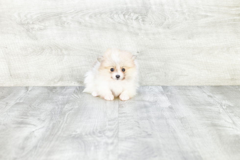 Friendly Pomeranian Purebred Pup