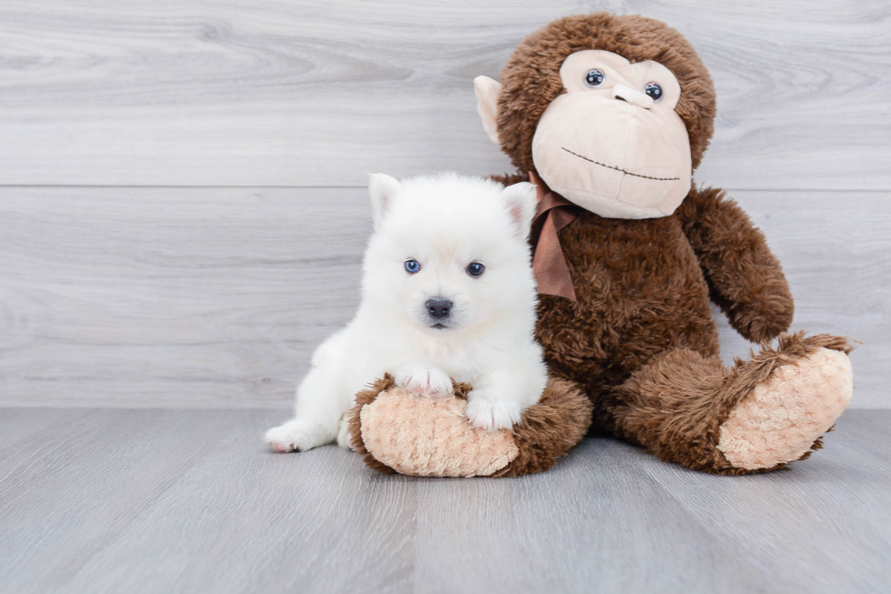 Pomsky Pup Being Cute