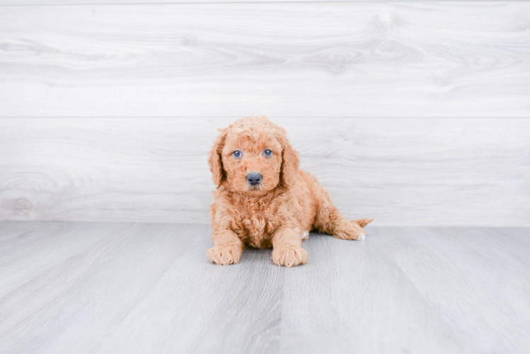 Adorable Golden Retriever Poodle Mix Puppy