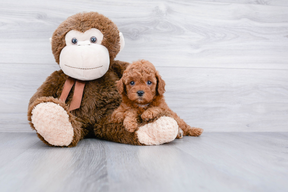 Cavapoo Pup Being Cute