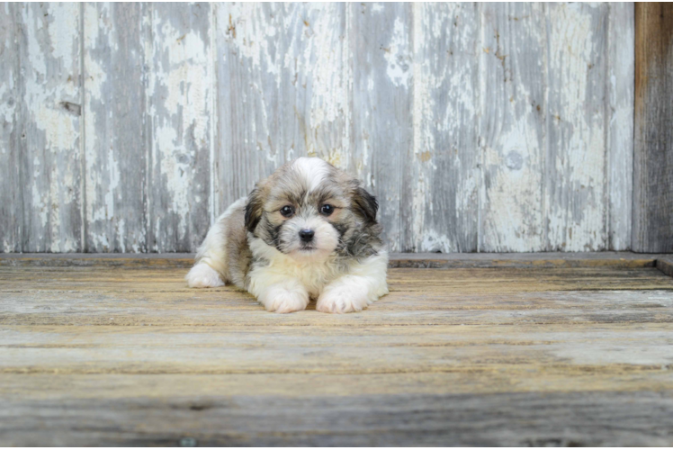 Happy Teddy Bear Baby