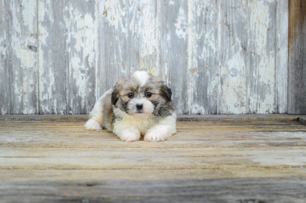 Happy Teddy Bear Baby