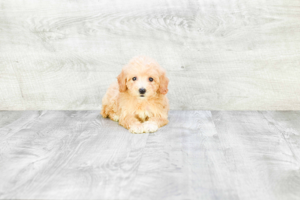 Maltipoo Pup Being Cute