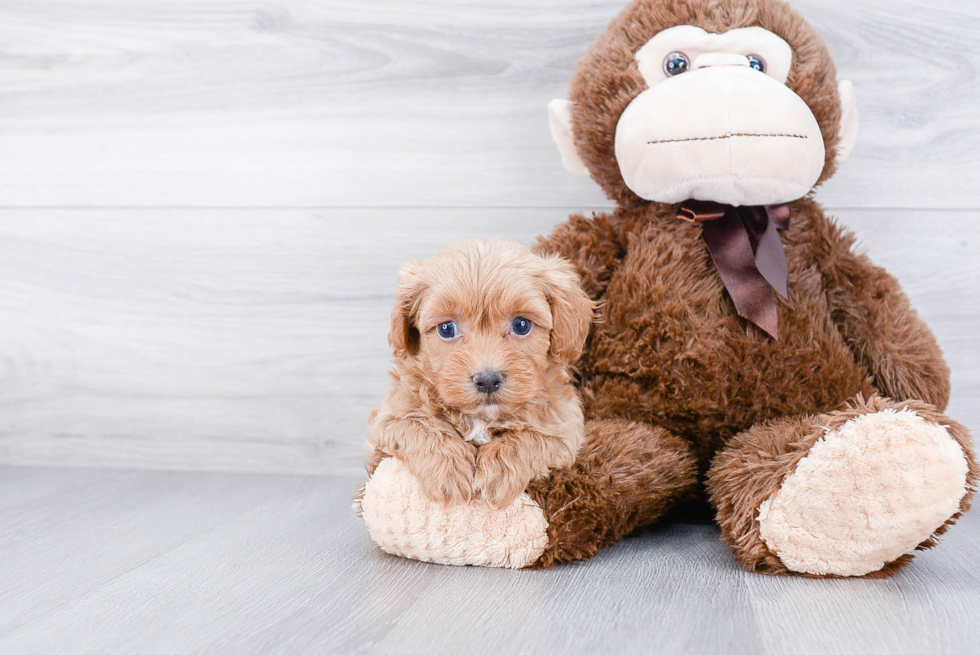 Hypoallergenic Havanese Purebred Pup