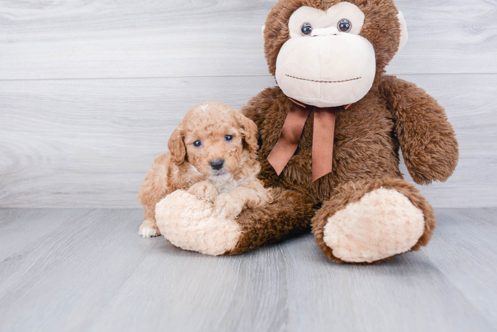 Happy Cavapoo Baby