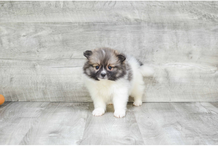 Akc Registered Pomeranian Purebred Pup