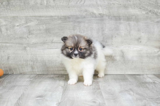 Akc Registered Pomeranian Purebred Pup