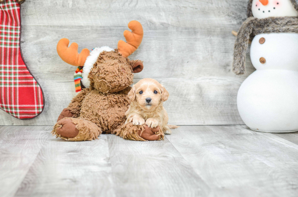 Energetic Cavoodle Poodle Mix Puppy