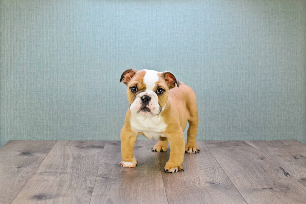 Cute English Bulldog Mix Puppy