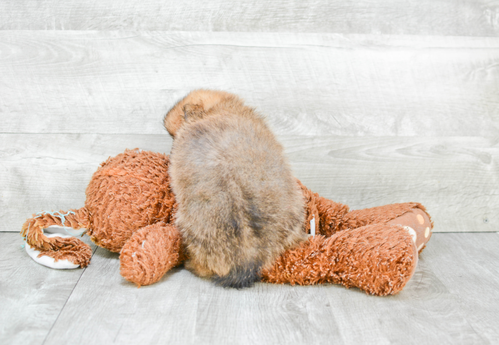 Fluffy Pomeranian Purebred Puppy