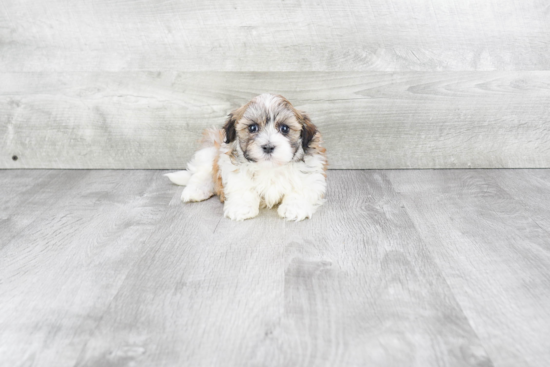 Havanese Puppy for Adoption