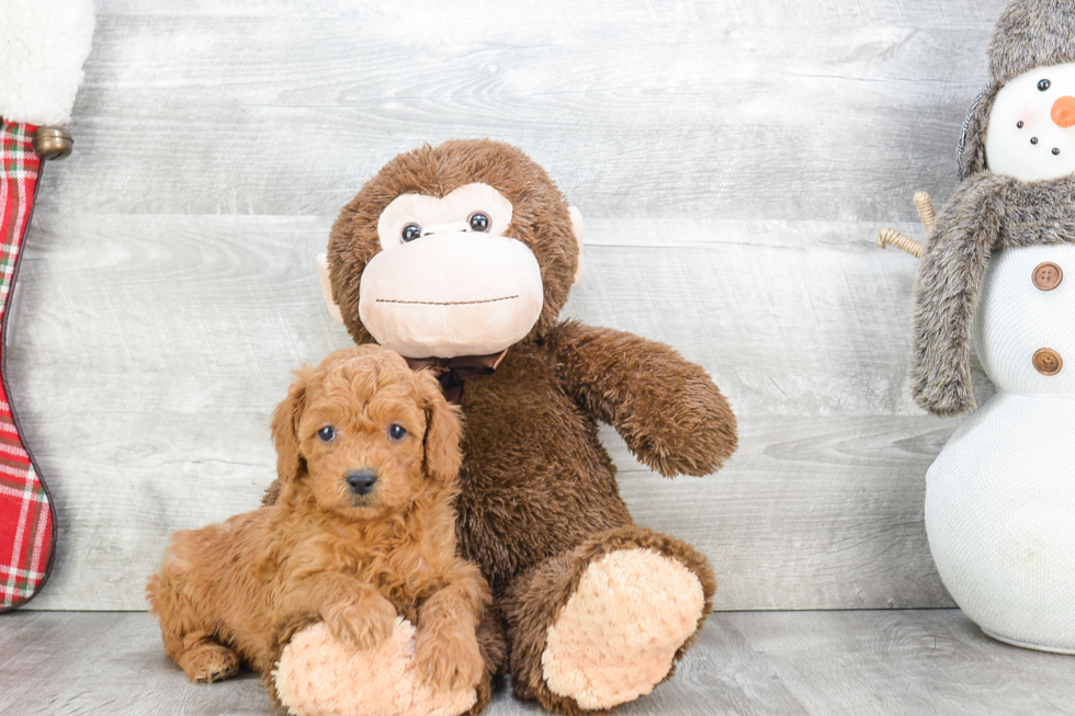 Mini Goldendoodle Pup Being Cute