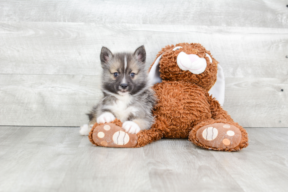 Popular Pomsky Designer Pup