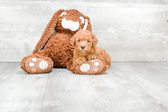 Cute Mini Goldendoodle Baby