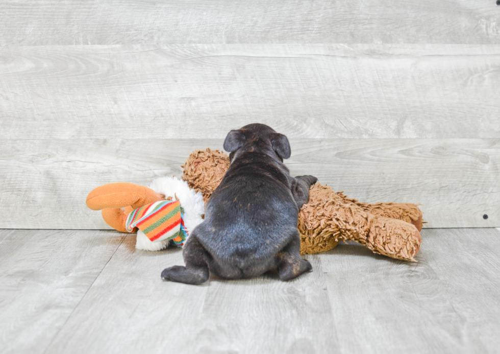 Fluffy Frenchie Purebred Puppy