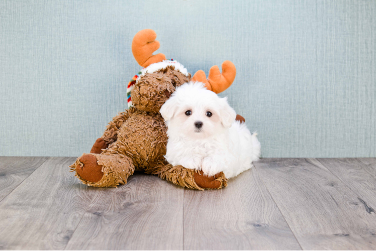 Cute Maltese Purebred Puppy