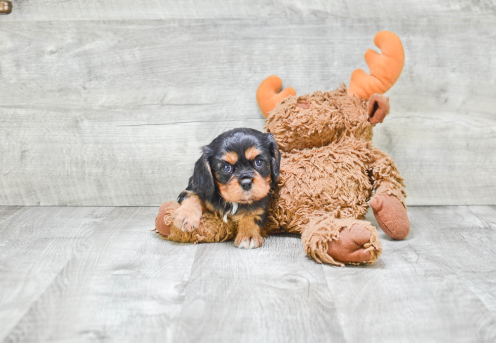 Cavalier King Charles Spaniel Pup Being Cute