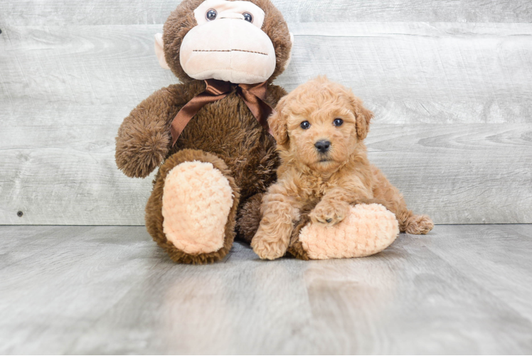 Best Mini Goldendoodle Baby