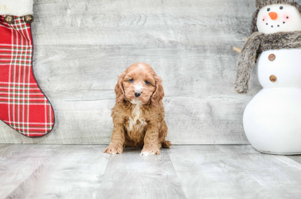 Playful Cockerpoo Poodle Mix Puppy