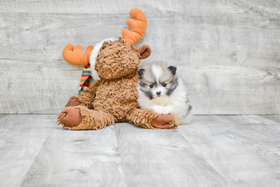 Pomeranian Pup Being Cute