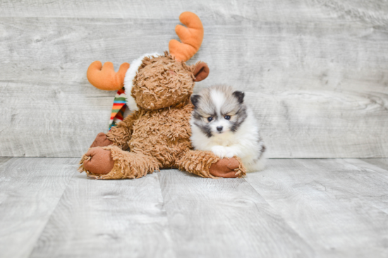 Pomeranian Pup Being Cute