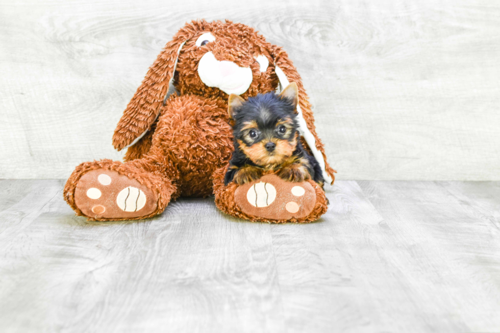 Meet Victoria - our Yorkshire Terrier Puppy Photo 