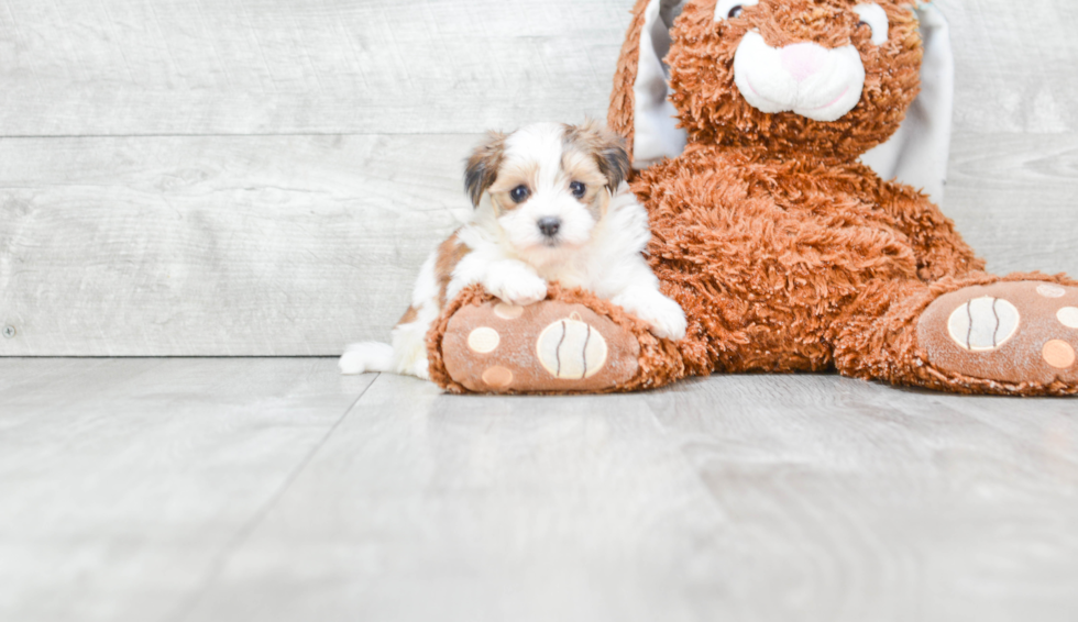 Morkie Pup Being Cute