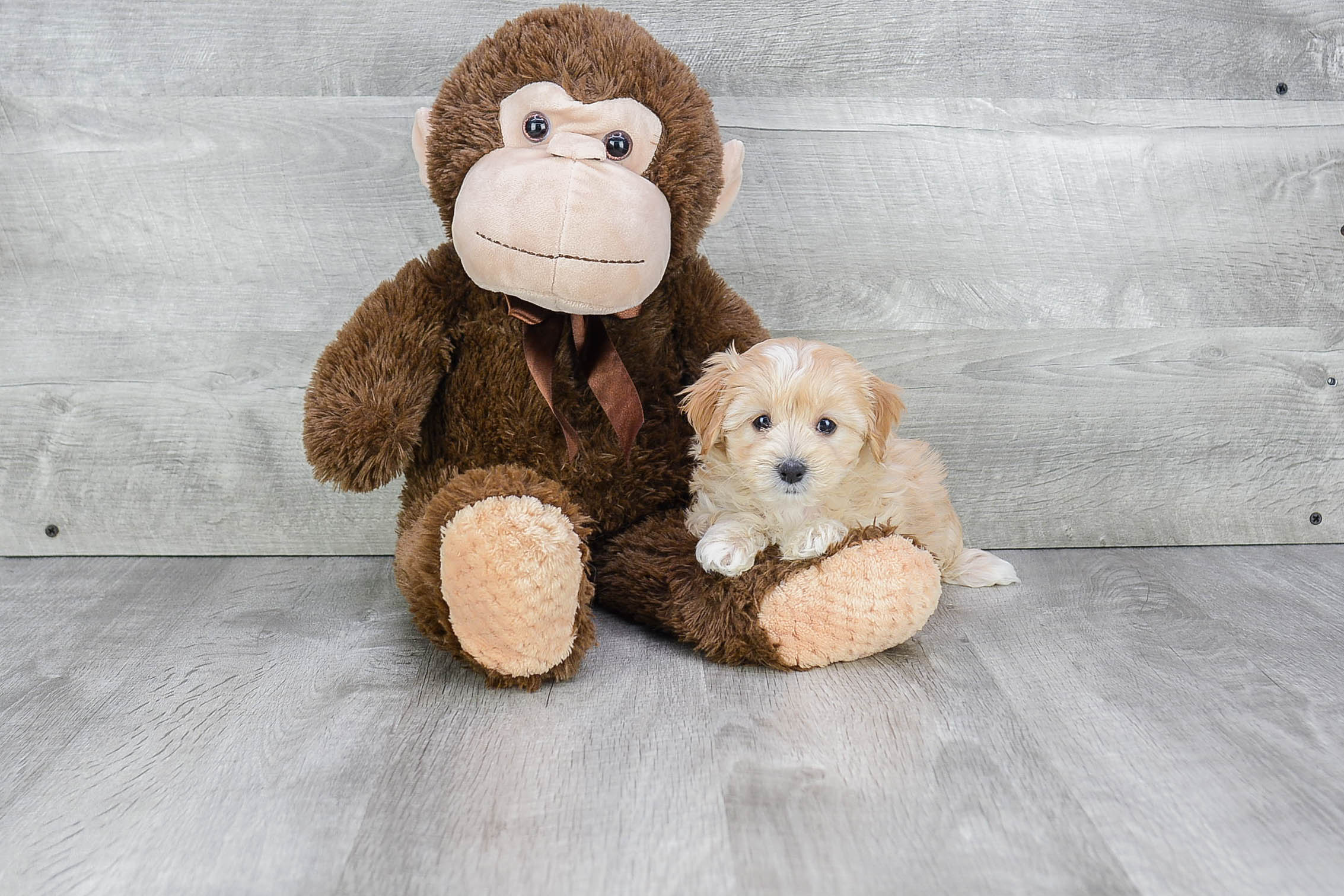 Smart Maltipoo Poodle Mix Pup