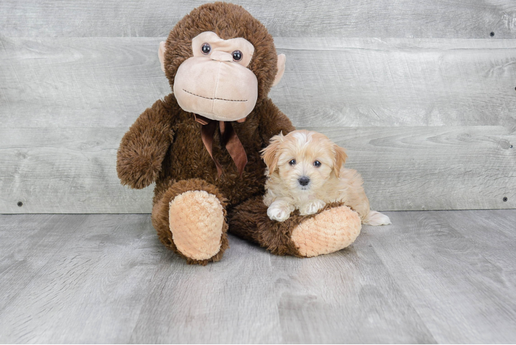 Smart Maltipoo Poodle Mix Pup