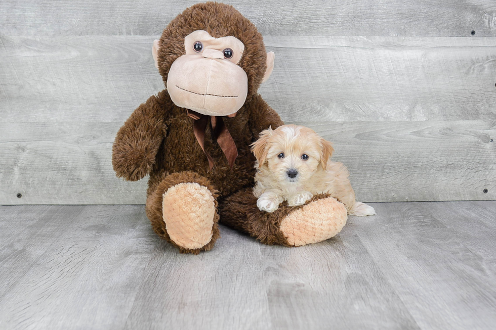 Smart Maltipoo Poodle Mix Pup