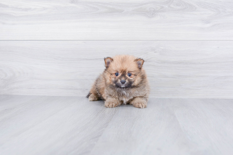 Pomeranian Pup Being Cute