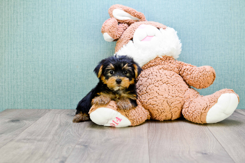 Meet Rebecca - our Yorkshire Terrier Puppy Photo 