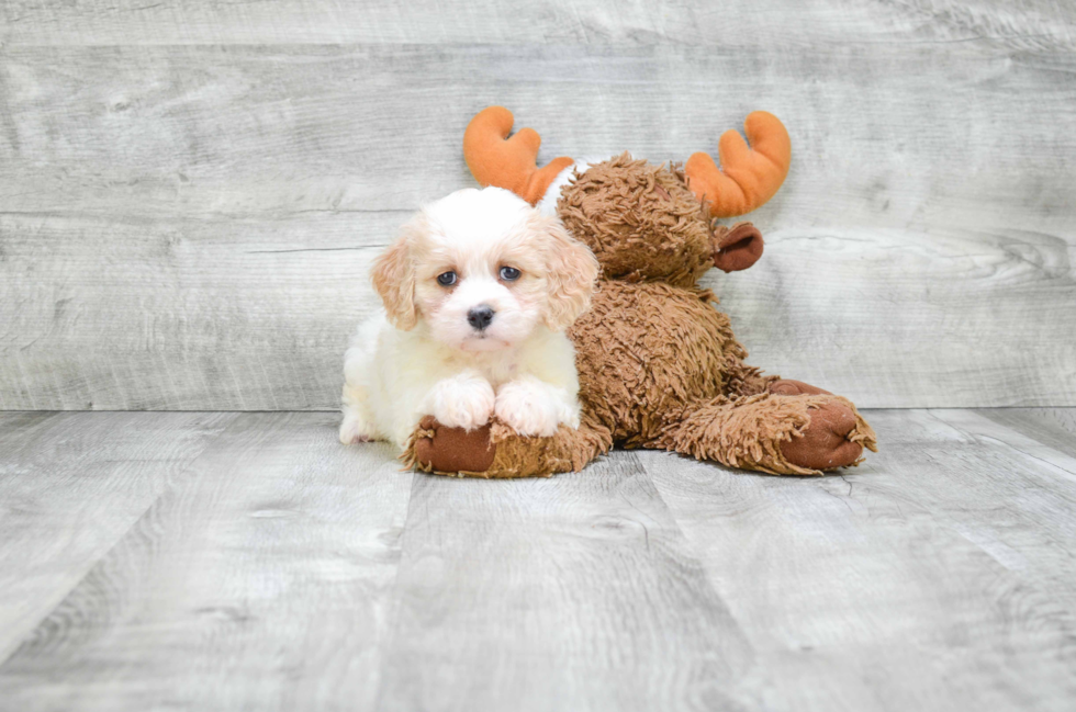 Best Cavachon Baby