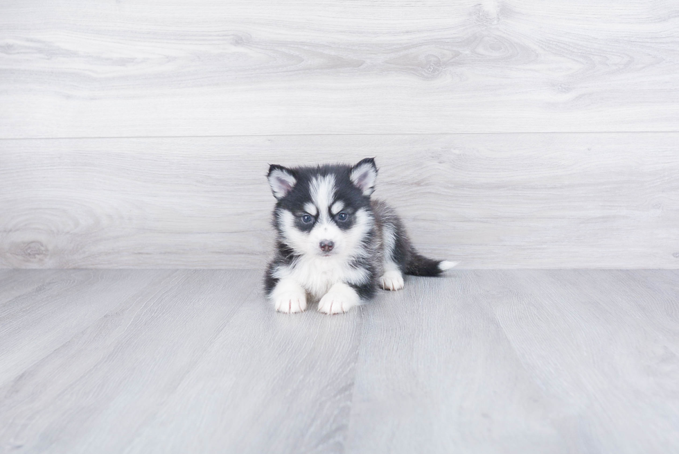 Funny Pomsky Designer Pup