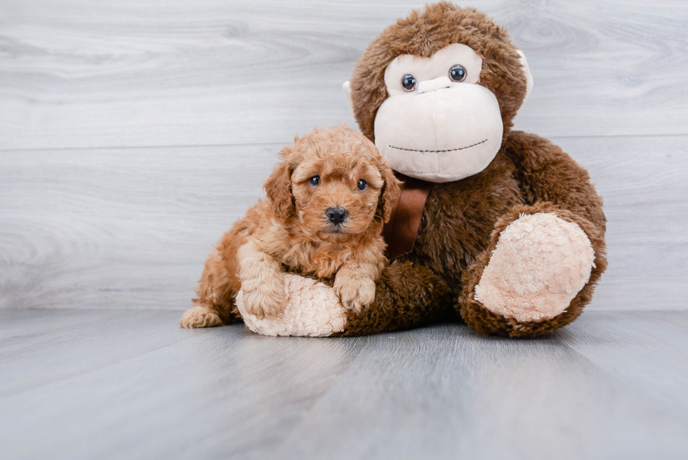 Adorable Cavoodle Poodle Mix Puppy