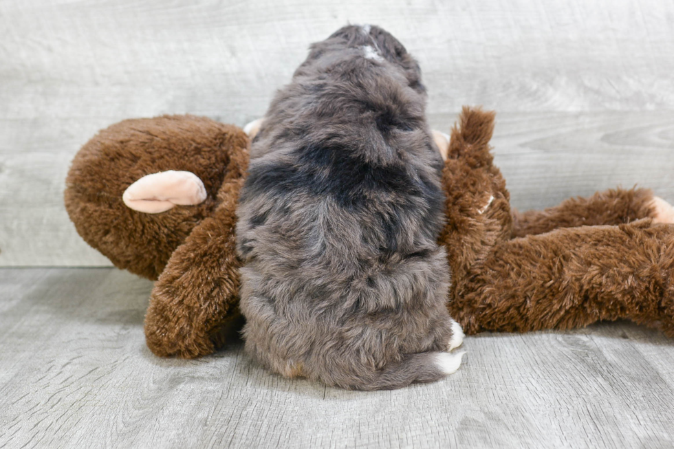 Adorable Bernadoodle Poodle Mix Puppy